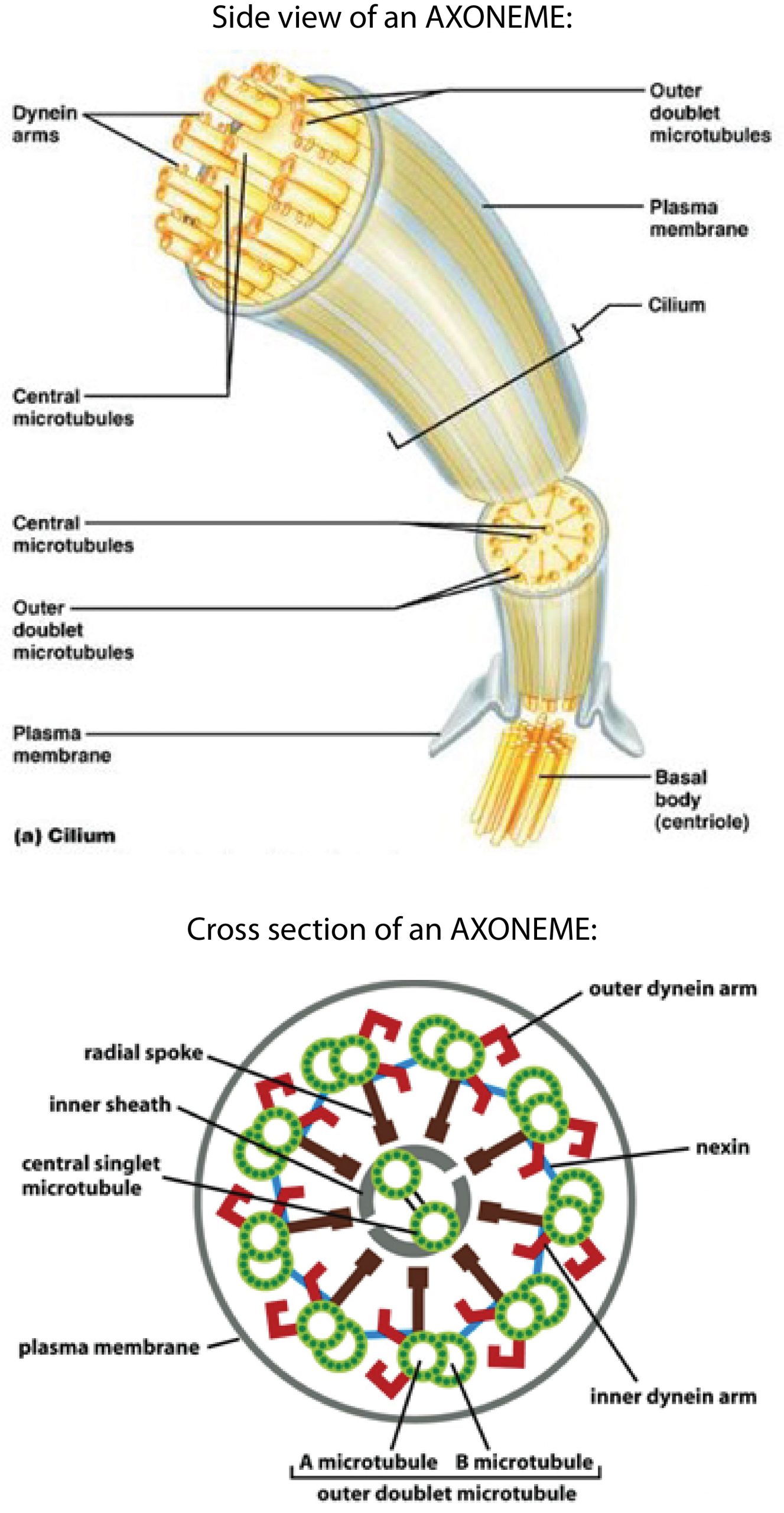 Cytoskeleton, Molecular Motors, and Cell Motility – Physiology