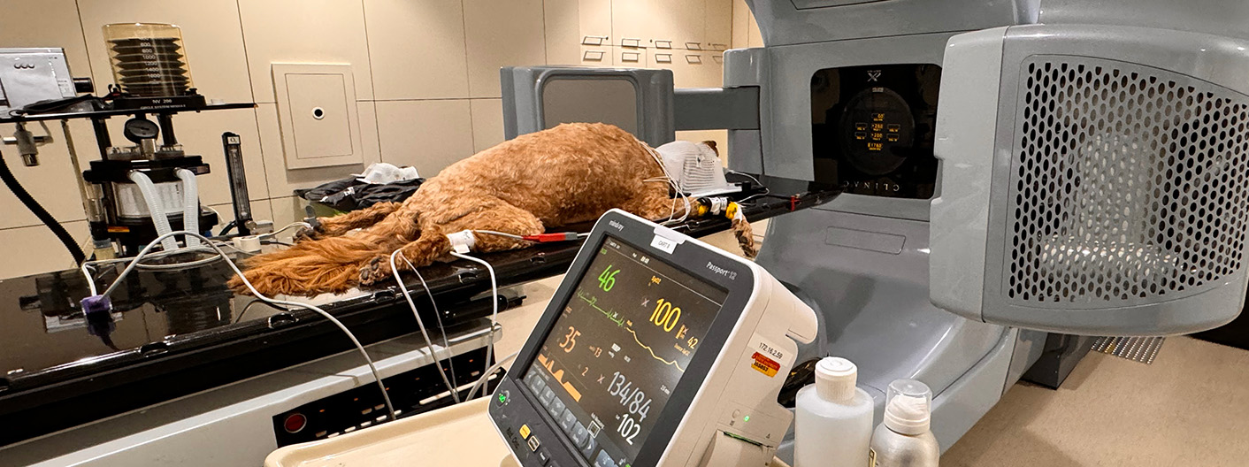 Oncology - Lloyd Veterinary Medical Center