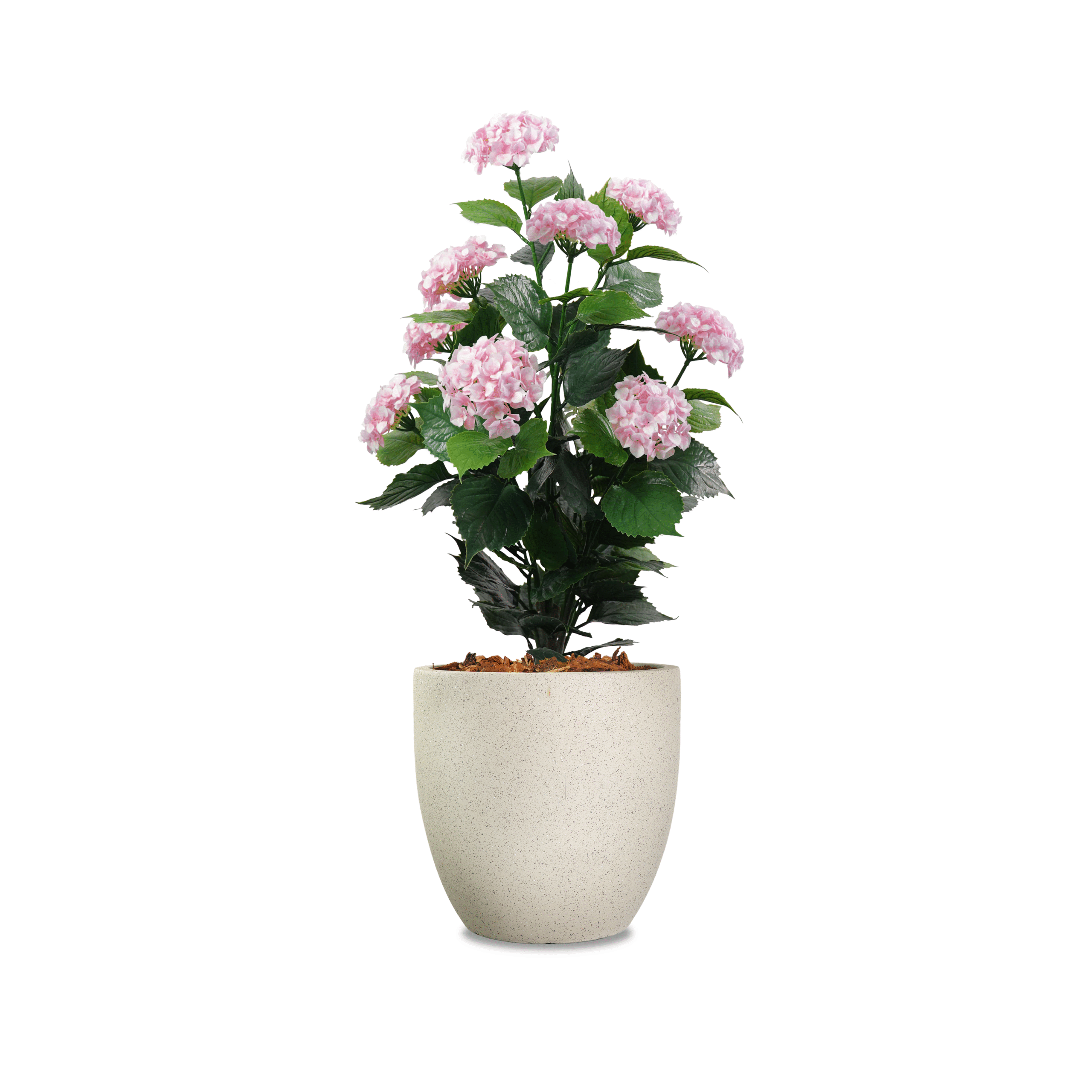 Pink-Hydrangea-0.9m-scaled.png