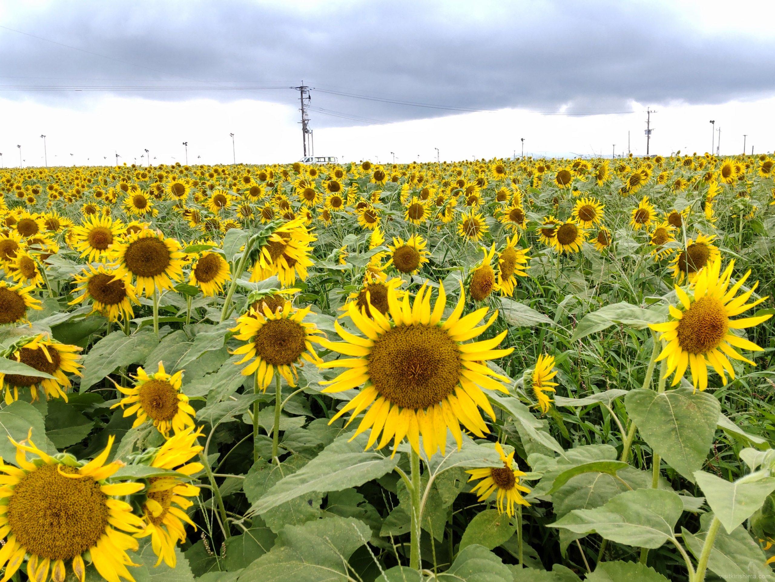 十三塚史跡公園近くのひまわり畑 (溝辺のひまわり畑) | 観光スポット