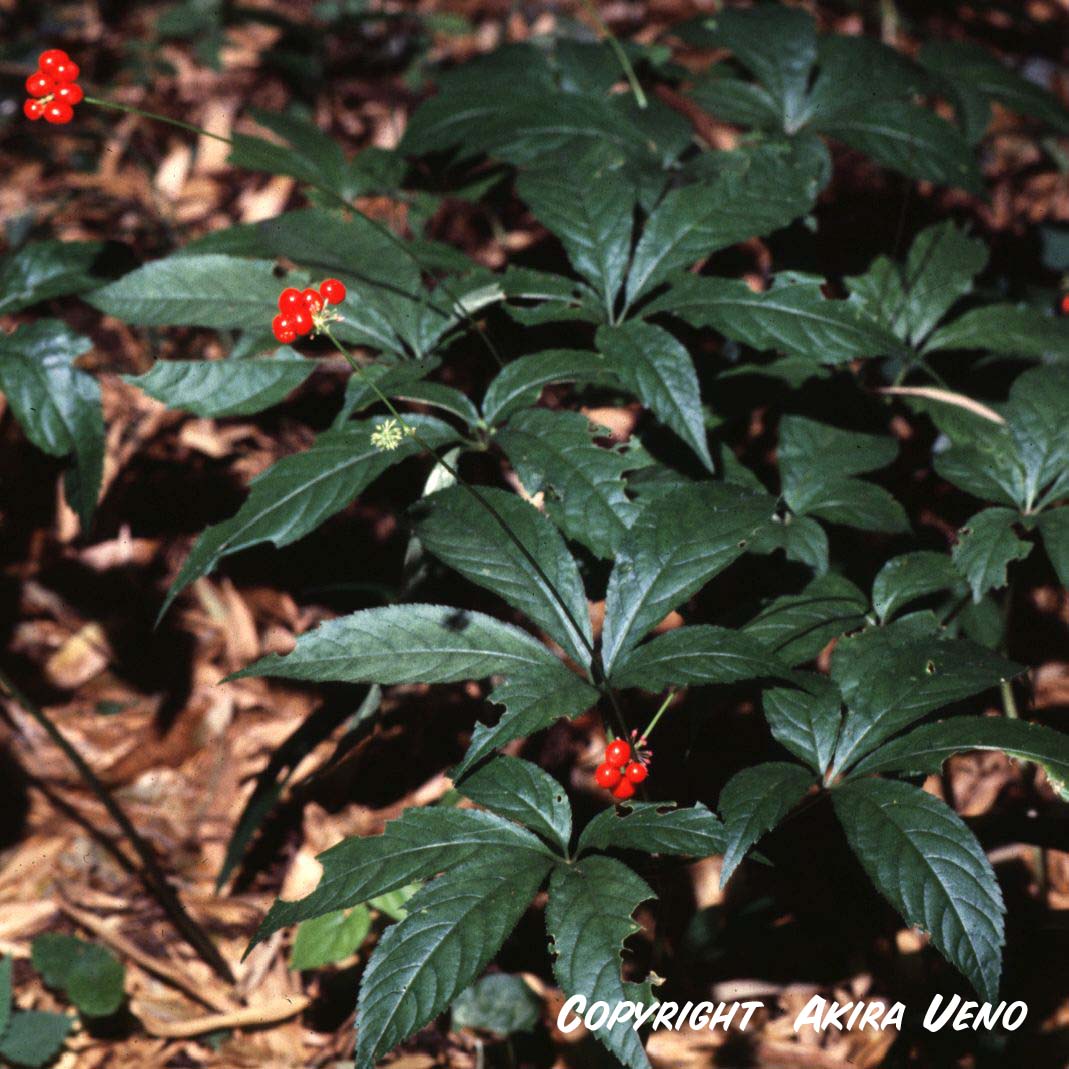 トチバニンジン（チクセツニンジン）