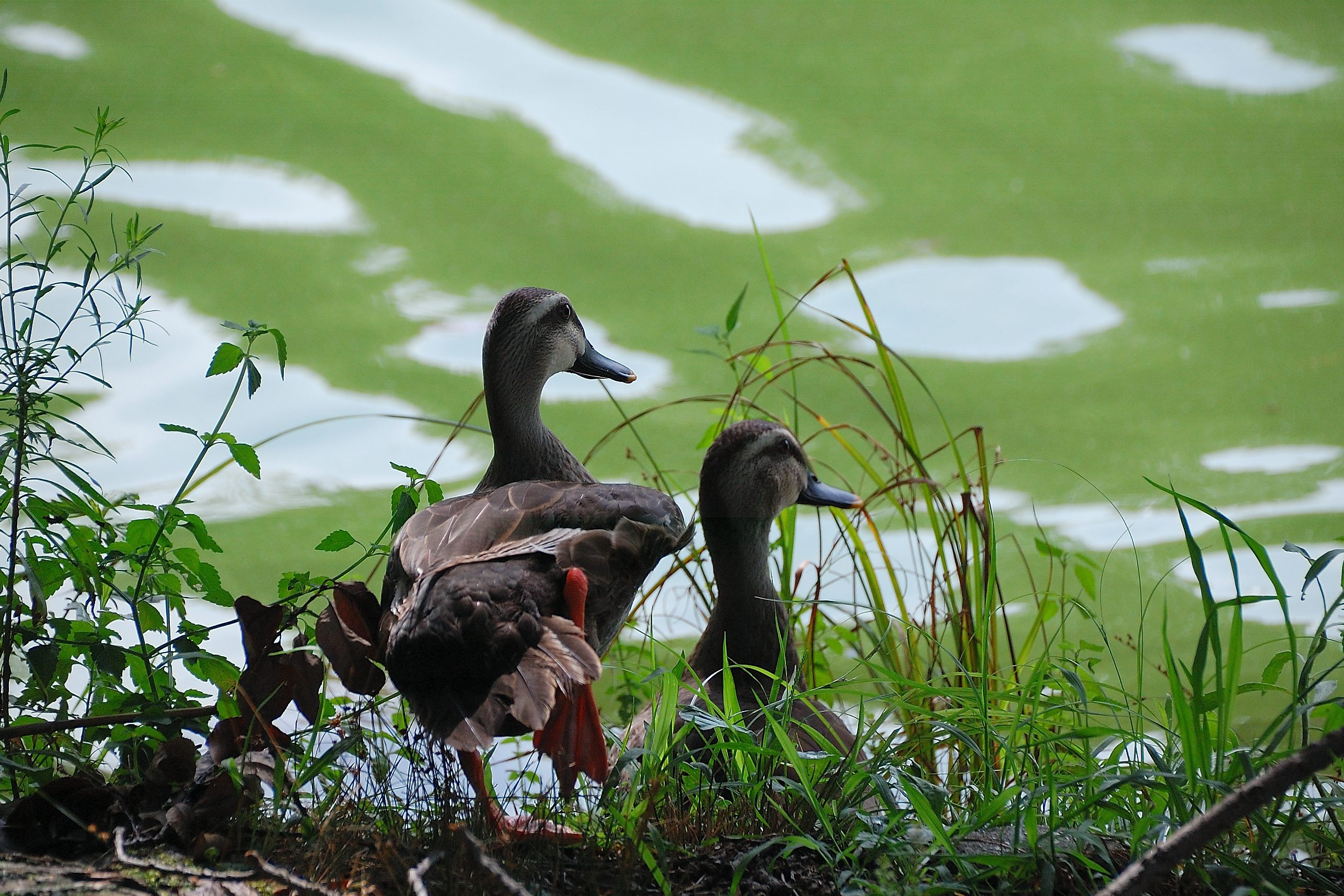 百日紅咲く山田池公園2015 | wakasa15thfd
