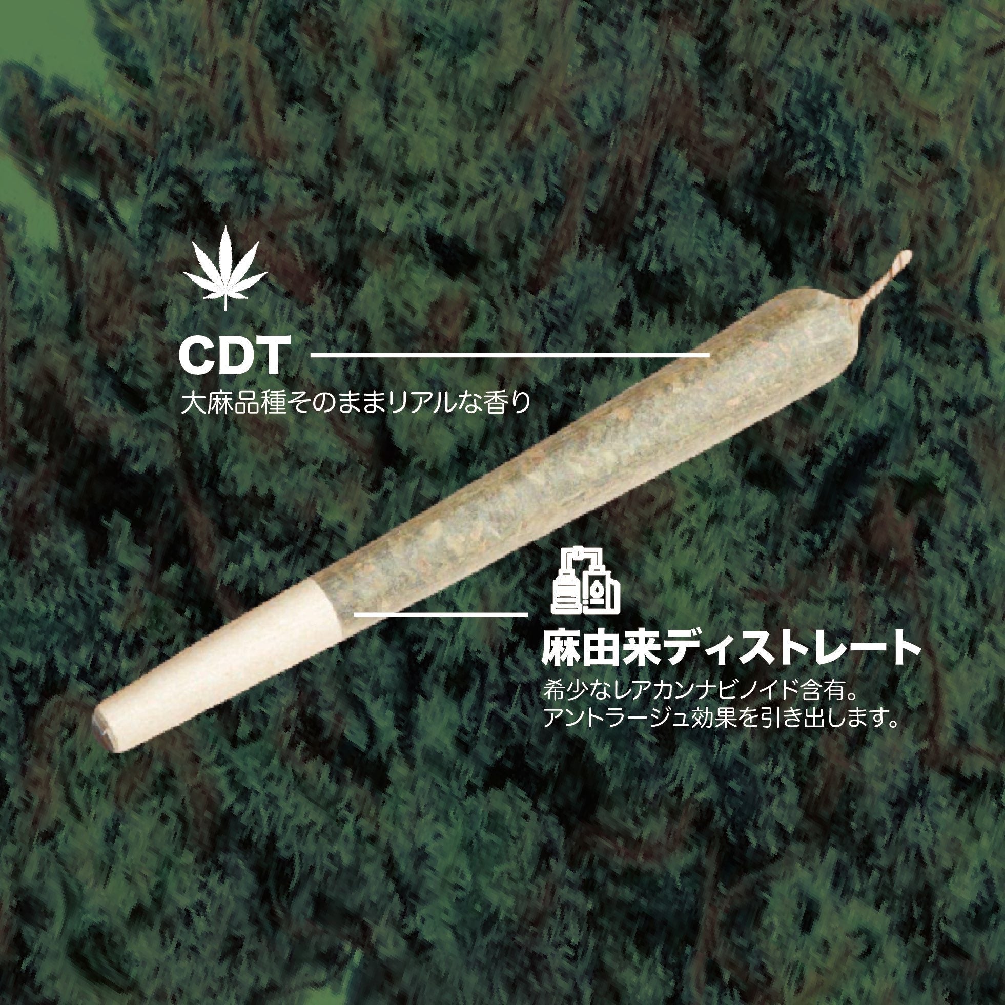 CBNハーブ - オージークッシュ 3.5g – ウィーディーズ