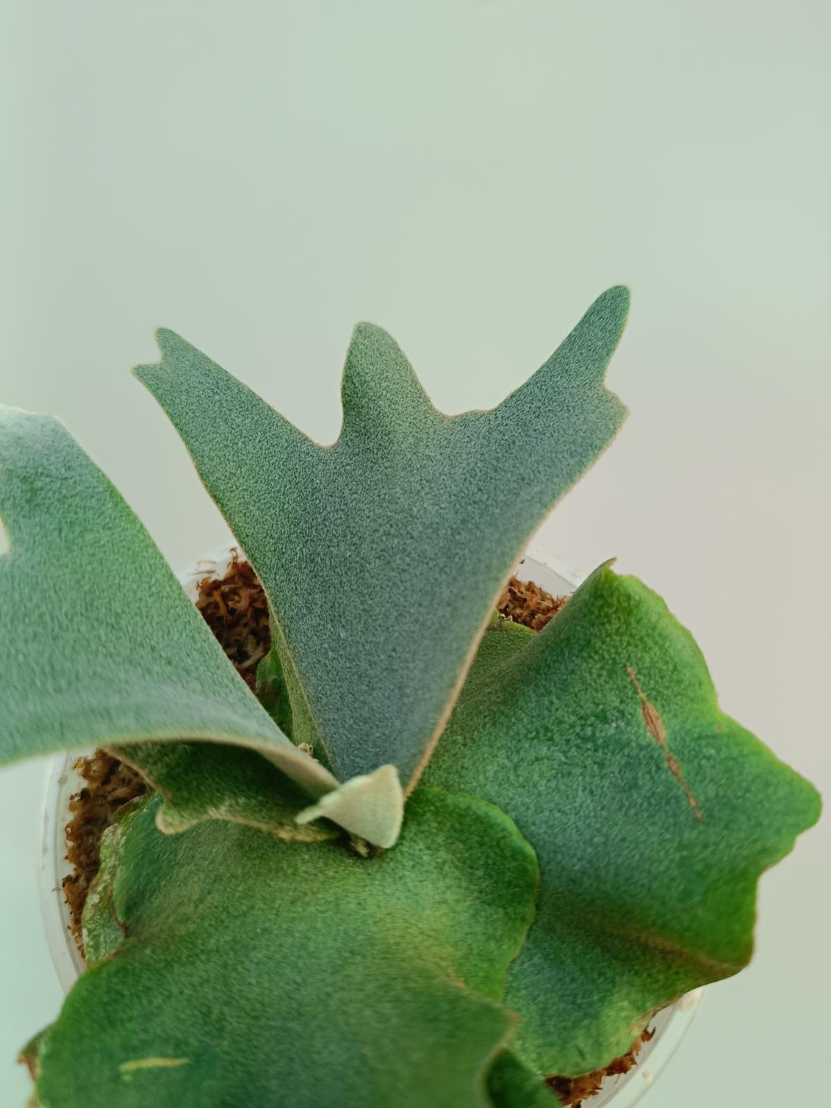 Platycerium Willinckii 'Jade girl' | Welovetropicalplants