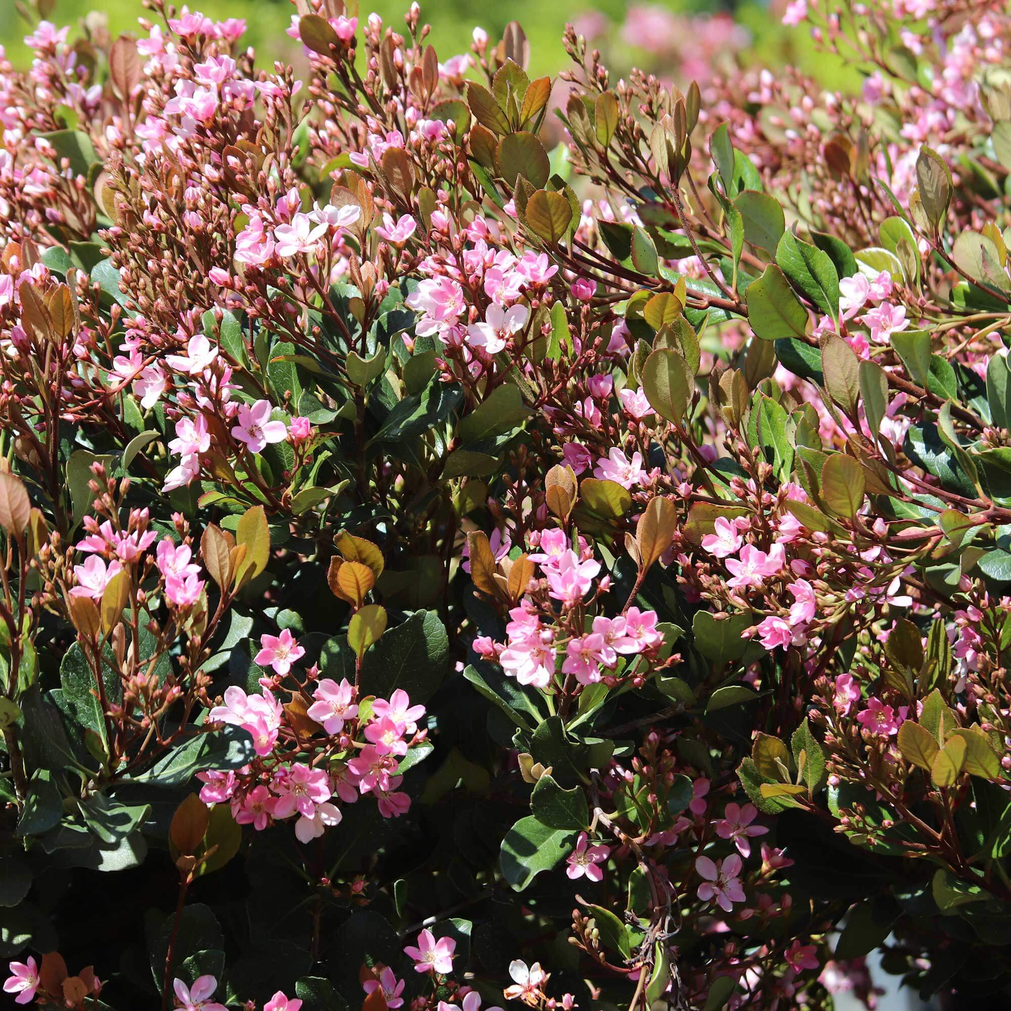 Rhaphiolepis indica 'Pink Lady' | Western Star Nurseries