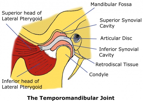 Temporomandibular Joint - WikiSM (Sports Medicine Wiki)