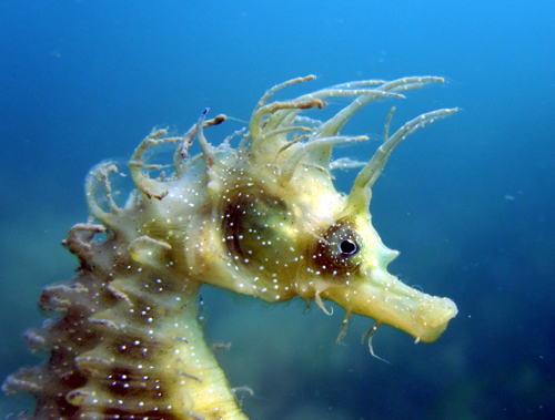 ifsixwasnine. SEA HORSE 0 no. A3 ifsixwasnine SEA HORSE シーホース