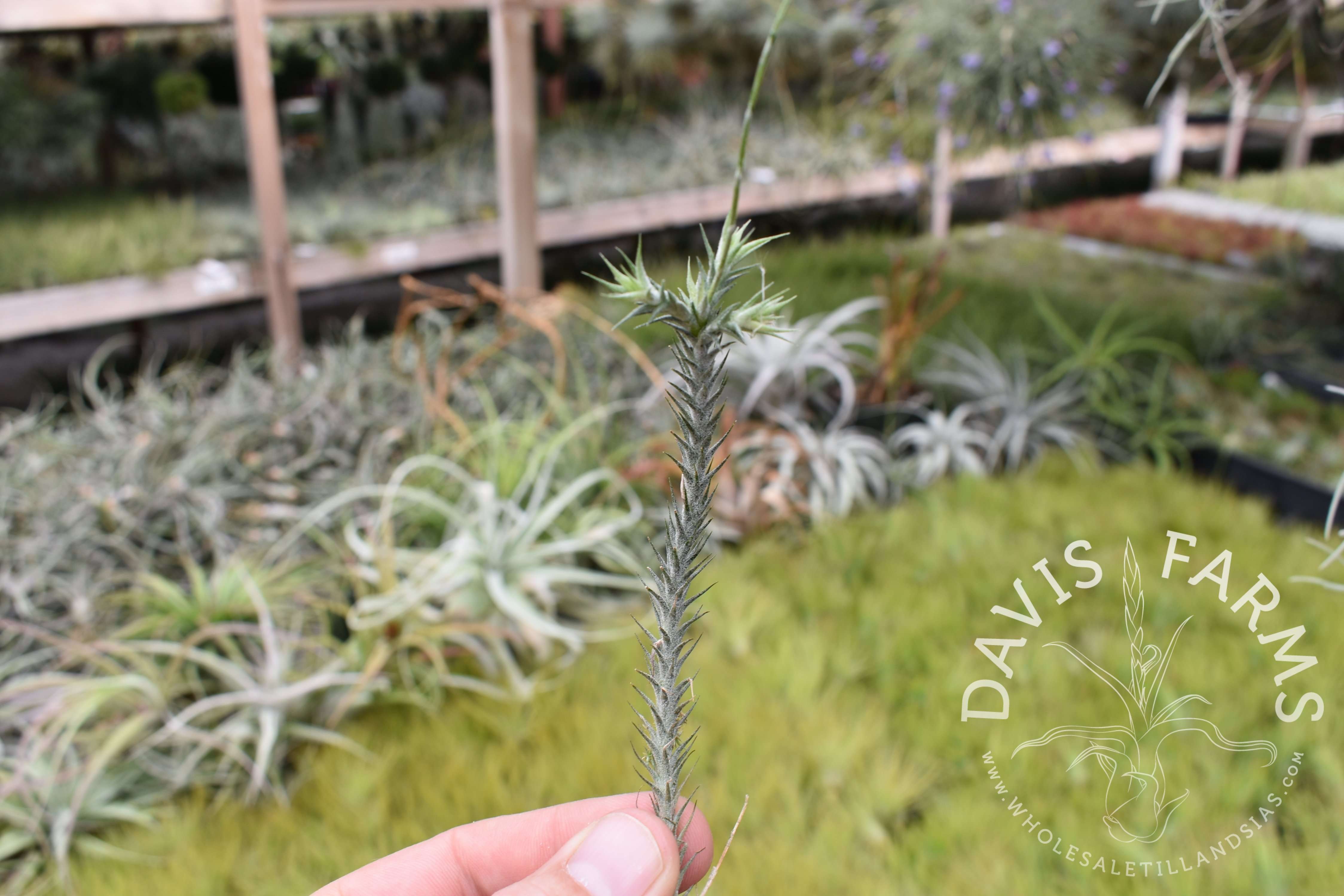 Tillandsia tricholepis Bolivian form - Davis Farms Wholesale