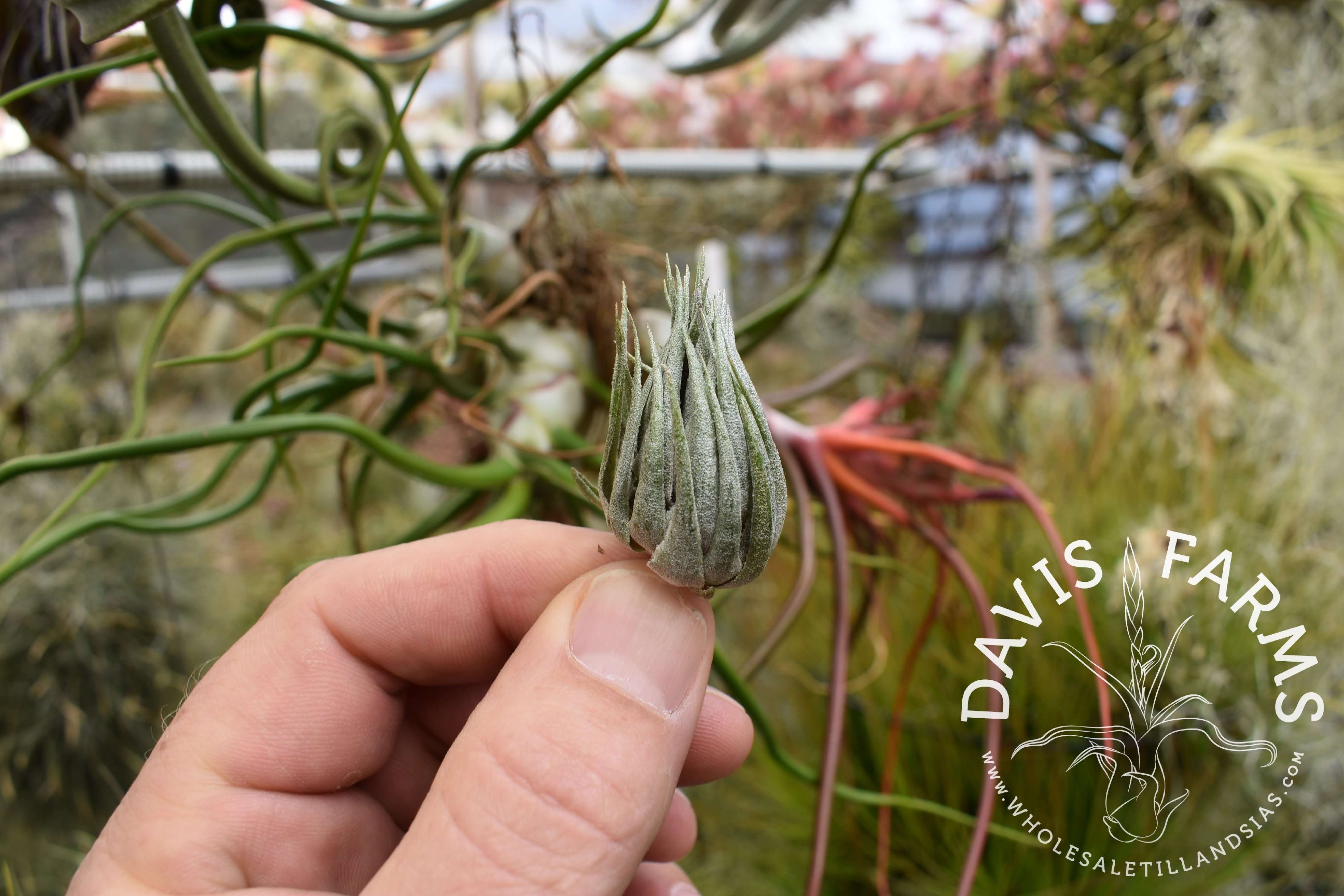 Tillandsia kautskyi - Davis Farms Wholesale Tillandsias