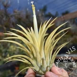 Tillandsia tenebra - Davis Farms Wholesale Tillandsias