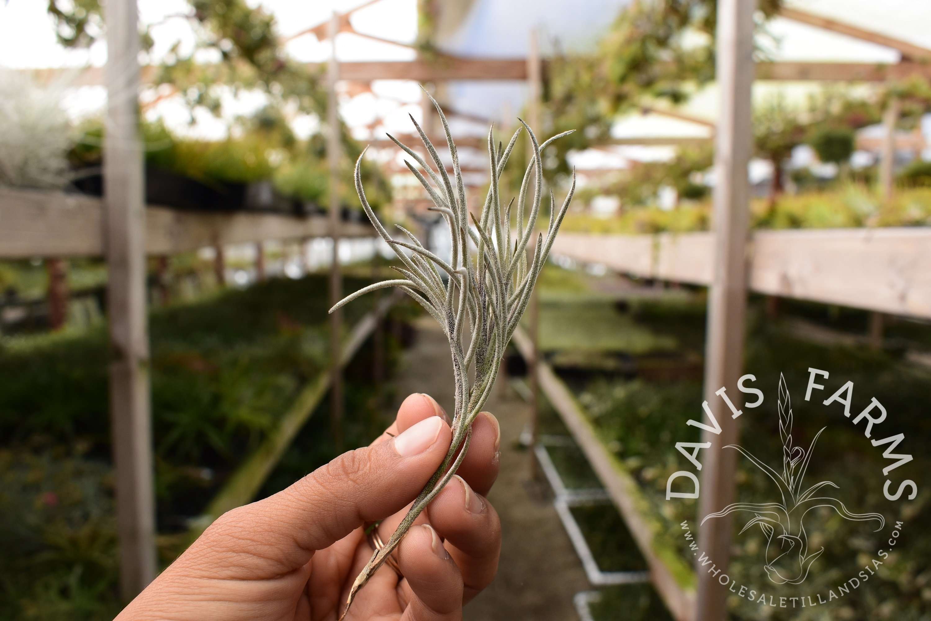 Tillandsia capillaris Type 3 clumps - Davis Farms Wholesale