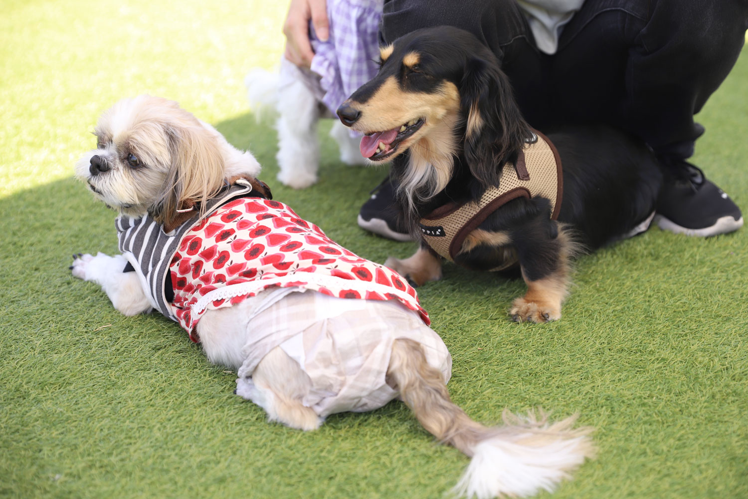 ドッグランのご案内 | WHATAWON（ワタワン）