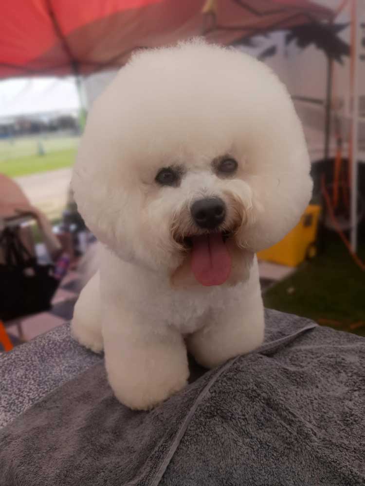 Our Dogs – Whitebreds Bichons Frises