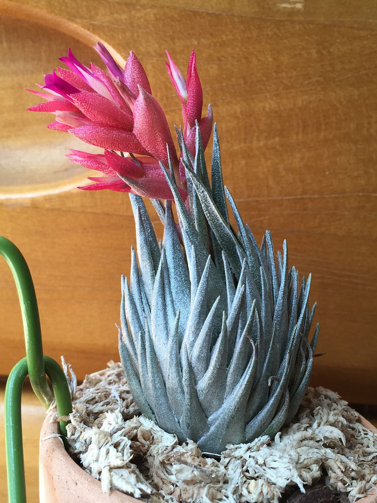 Tillandsia kautskyi (Air Plant) - World of Flowering Plants