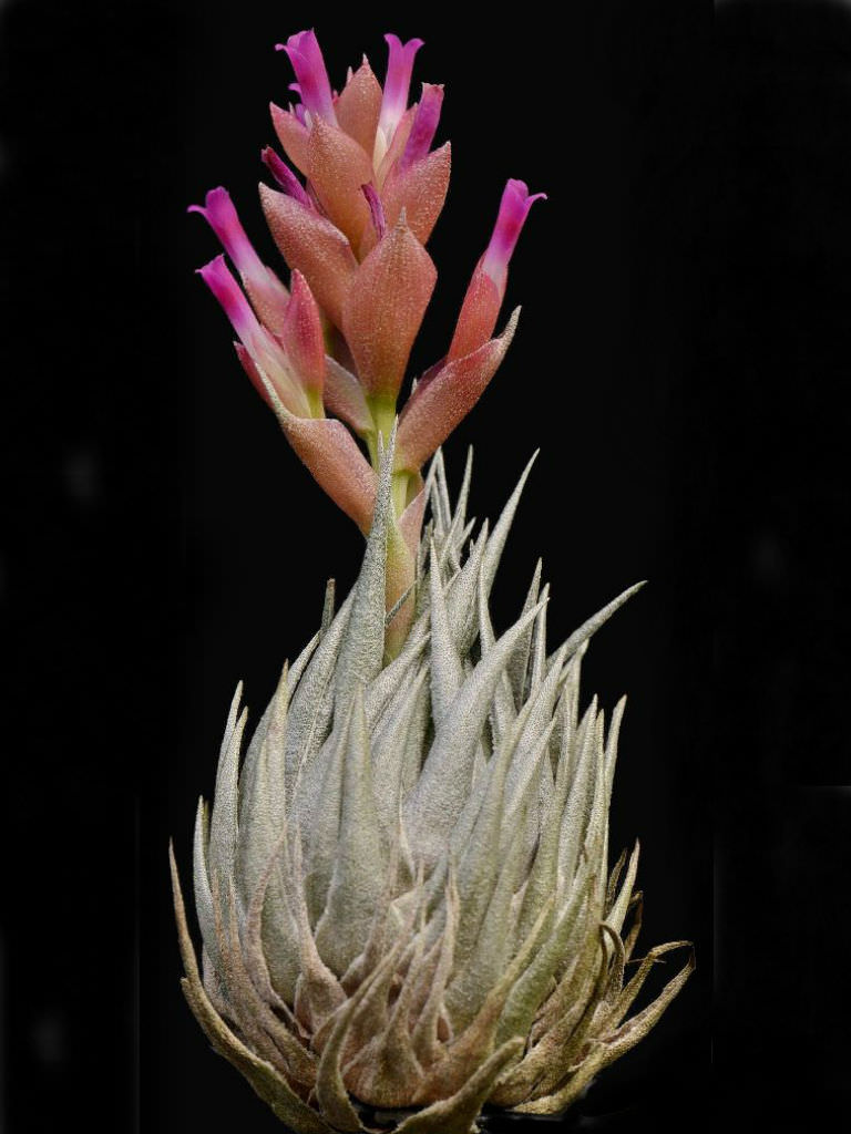 Tillandsia kautskyi (Air Plant) - World of Flowering Plants