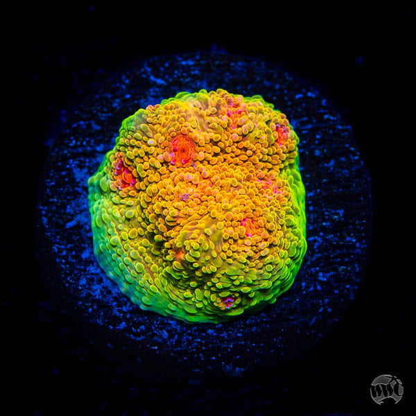 Beginner Corals for Sale | World Wide Corals