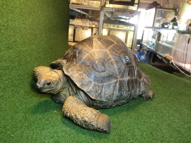 アルダブラゾウガメ