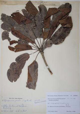 照葉樹林文化研究会