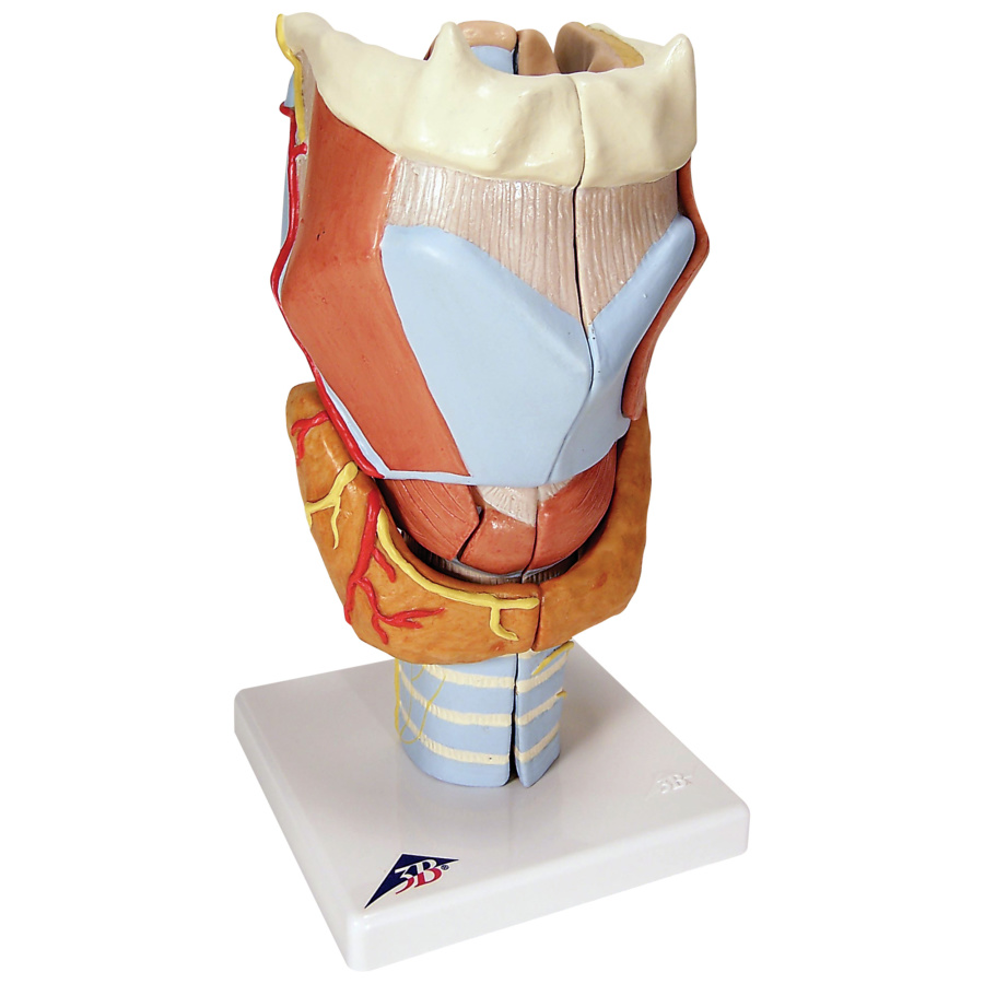喉頭，2倍大・7分解デラックスモデル | 日本スリービー・サイエンティ