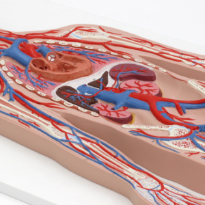 血管系，1/2倍大モデル | 日本スリービー・サイエンティフィック