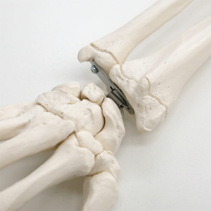 手の骨モデル，前腕骨付，ワイヤーつなぎ | 日本スリービー・サイエン