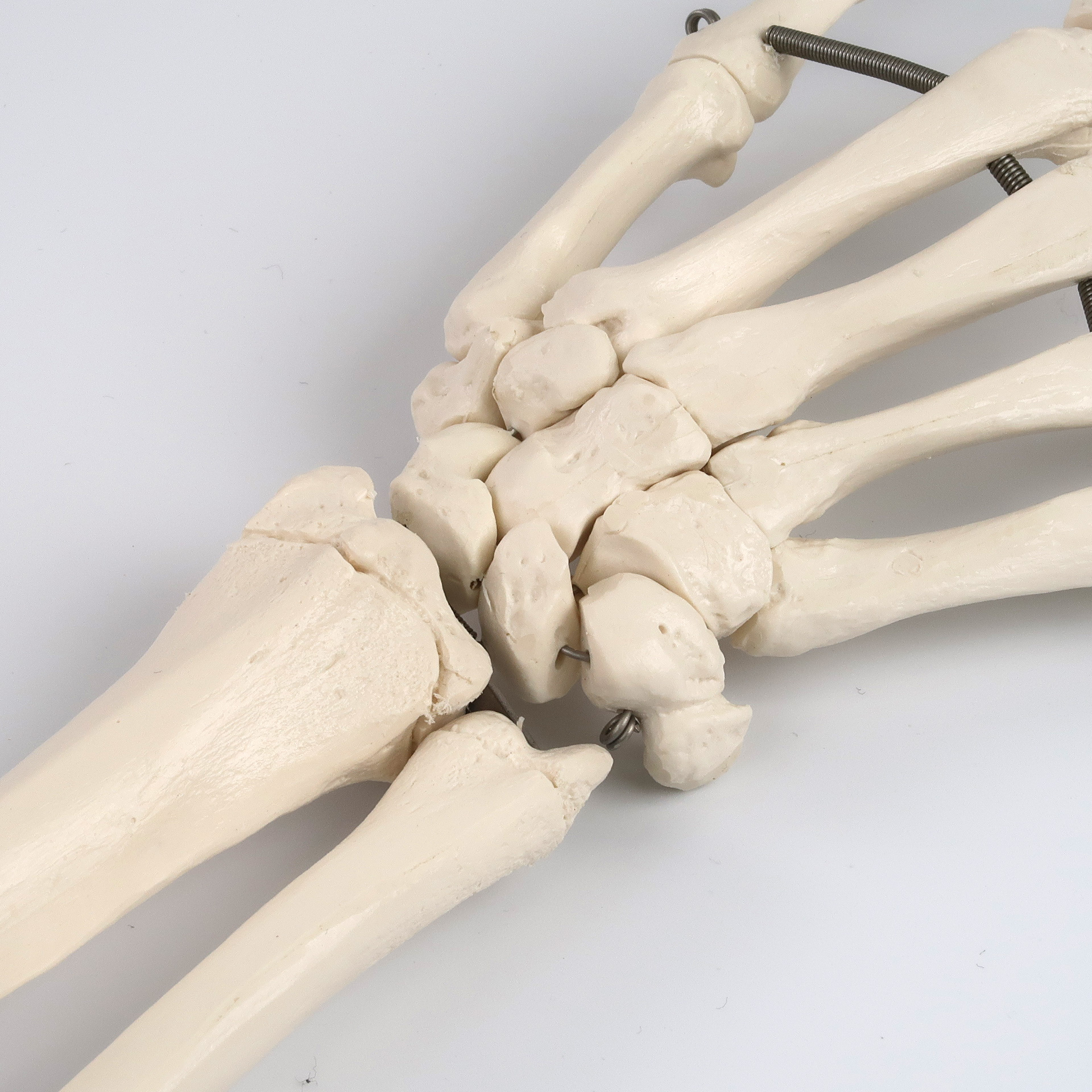 マックス・骨格モデル，直立型スタンド仕様 | 日本スリービー