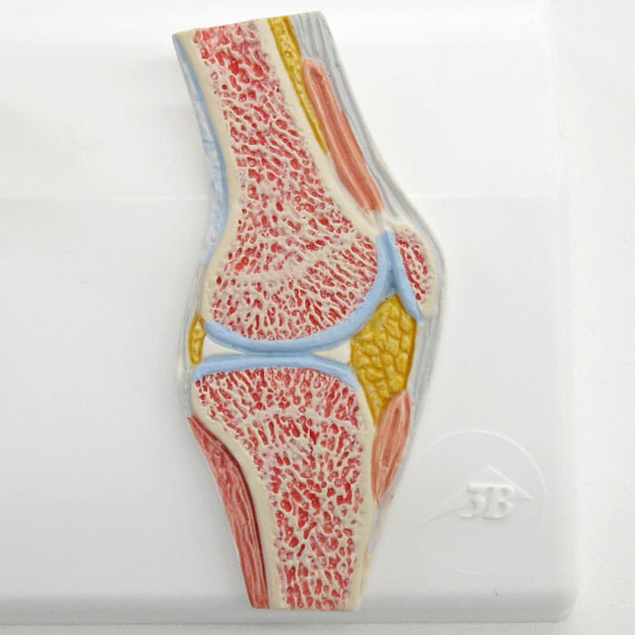 膝関節ミニモデル，断面レリーフ・スタンド付 | 日本スリービー