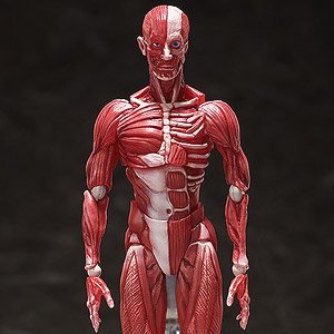figma 人体模型 (フィギュア) - ホビーサーチ フィギュア