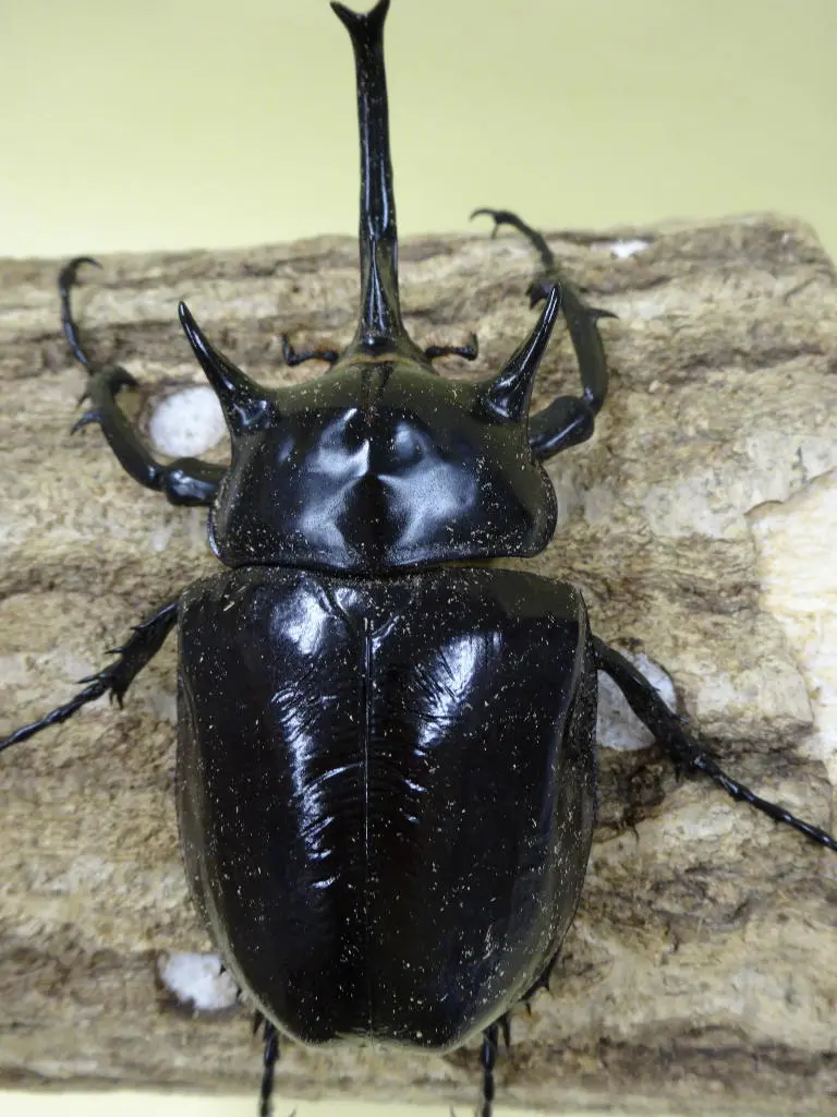 マルスゾウカブト 110ミリBペア - クワガタ横丁