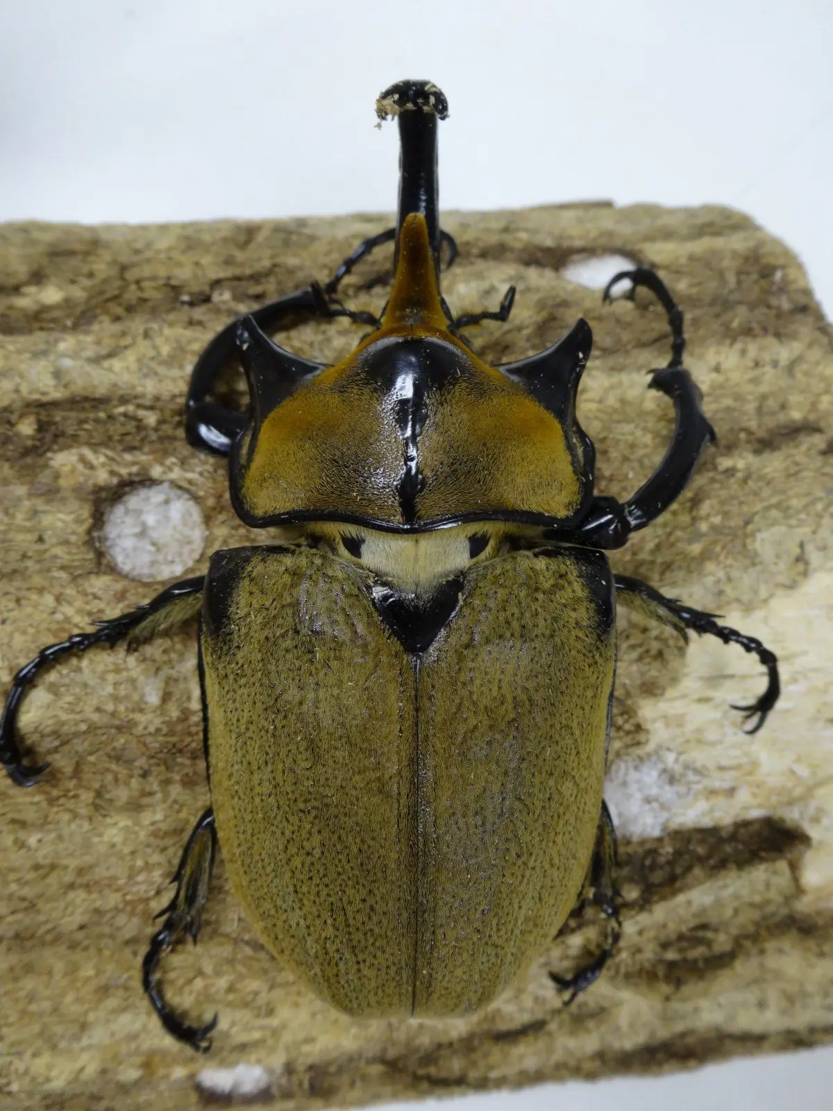 ノゲイラゾウカブト 100ミリ前後ペア - クワガタ横丁