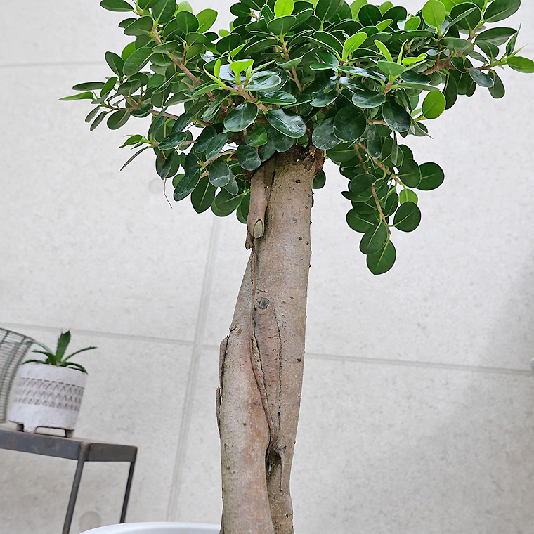 パンダガジュマル-032 8号鉢 観葉植物と植木鉢の専門店cocolate