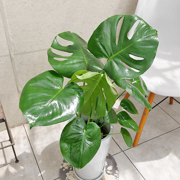 モンステラ 陶器鉢植え・Mサイズ（ラウンド） 観葉植物と植木鉢の専門