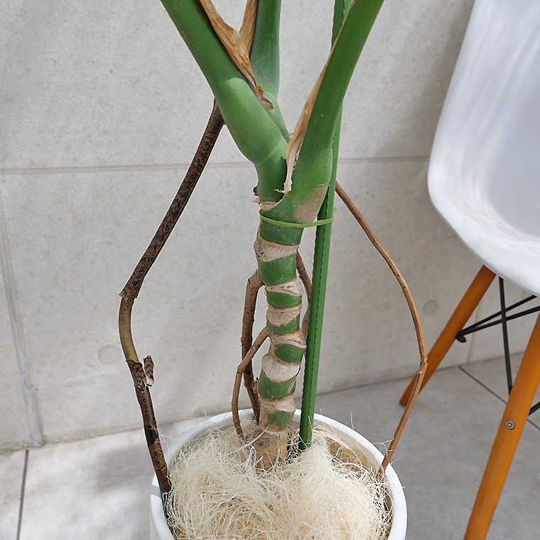 モンステラ 幹上がり-016 陶器鉢植え・Lサイズ（マットシリーズ