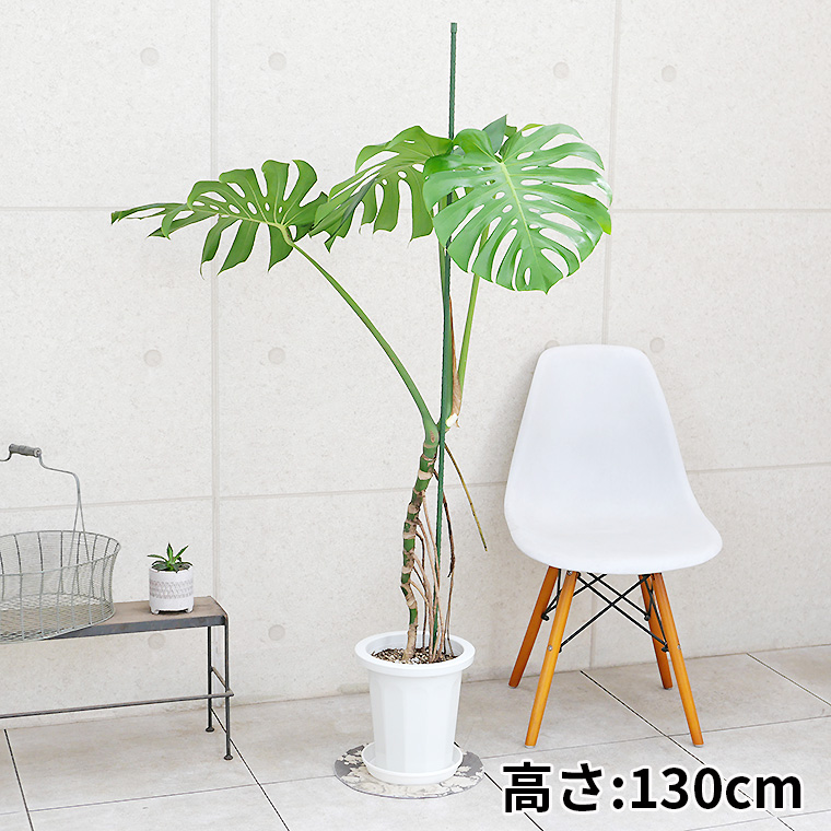 モンステラ・デリシオーサ 幹上がり 8号鉢 観葉植物と植木鉢の専門店