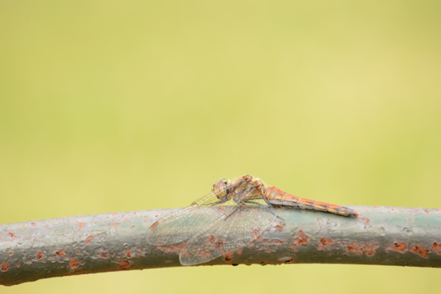 ニコンAF-S DX NIKKOR 55-300mm f/4.5-5.6G ED VRを試写しました