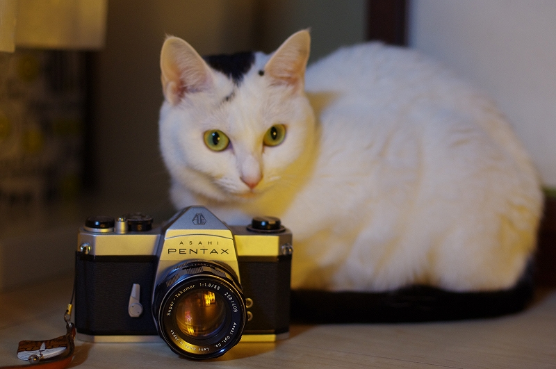 スーパータクマーだけでない！もう1つのペンタックス55mm【猫撮影