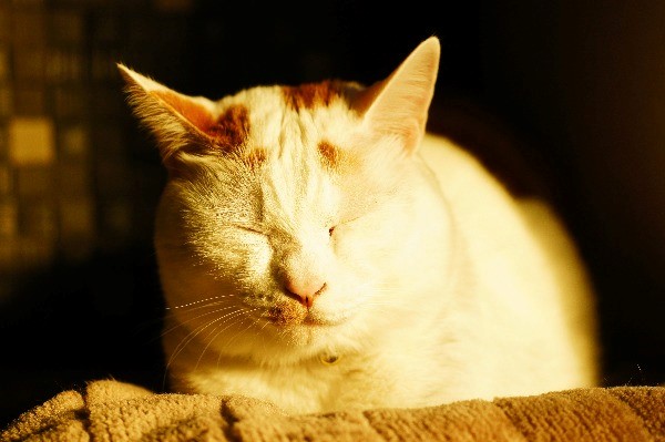 キヤノン EOS Kiss X7猫撮影レビュー【今でも最小・最軽量クラスの一眼