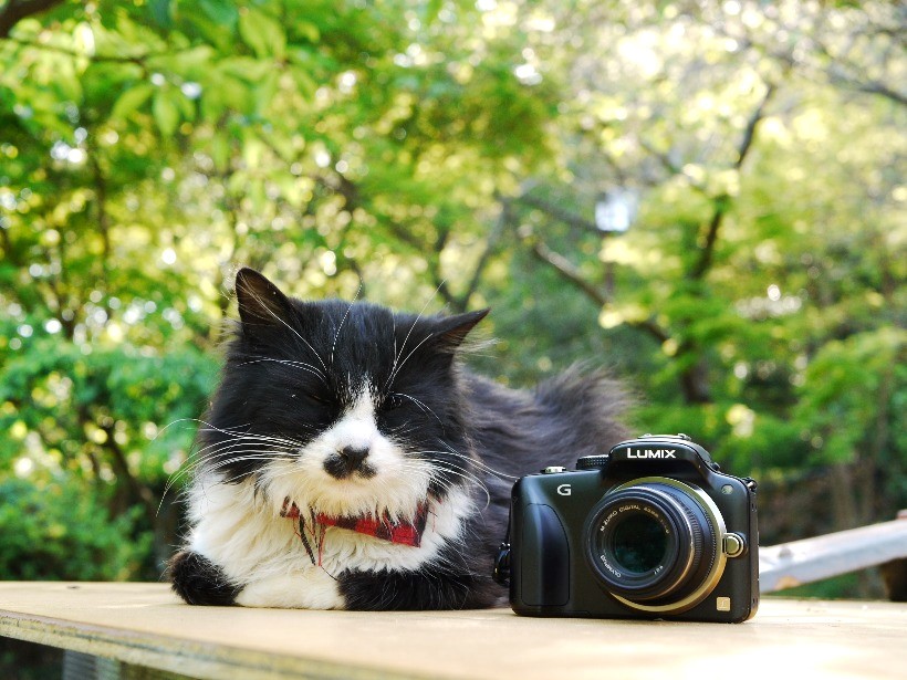ライカレンズのオールドコンデジ Panasonic LUMIX FZ8で撮る神戸の猫