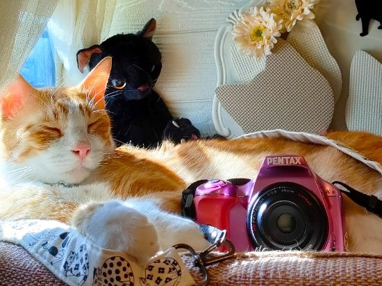 1万円台で温もり伝わるささやかなプレゼント 【PENTAX K-x】 愛しの猫