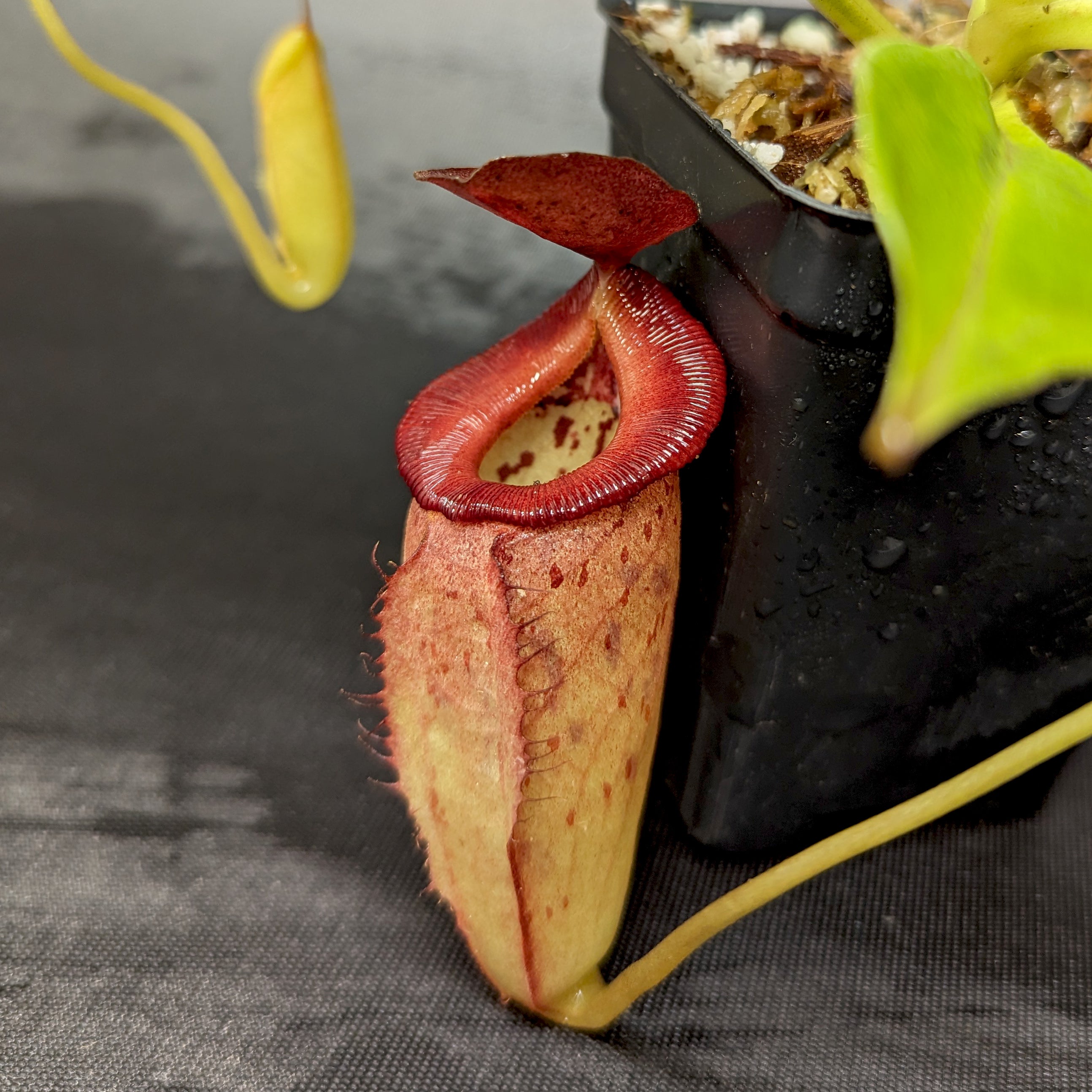 Nepenthes robcantleyi x tenuis, BE-3982 – Carnivero