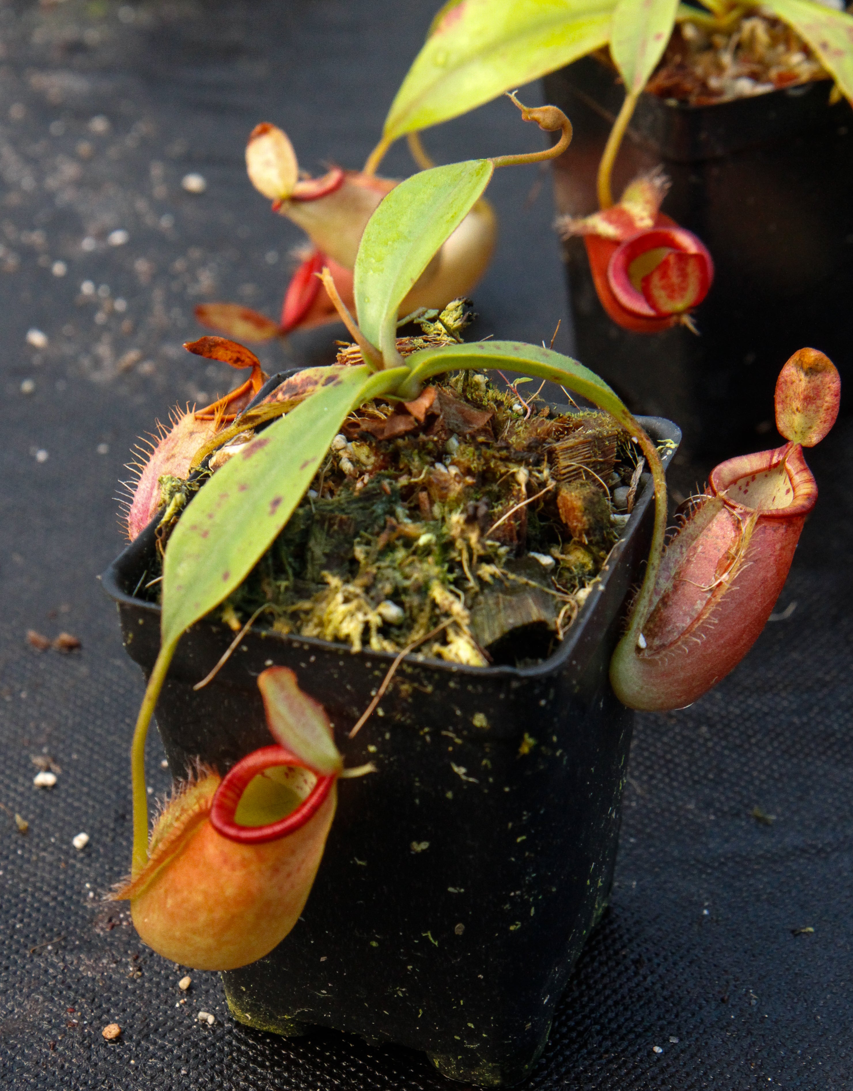 Nepenthes ampullaria x spectabilis – Carnivero
