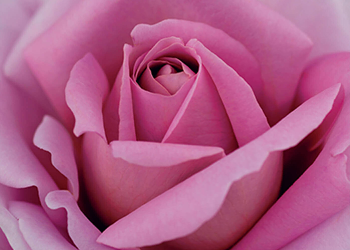 ローズシナクティフ - すべてのスキンケア - スキンケア | クレ・ド