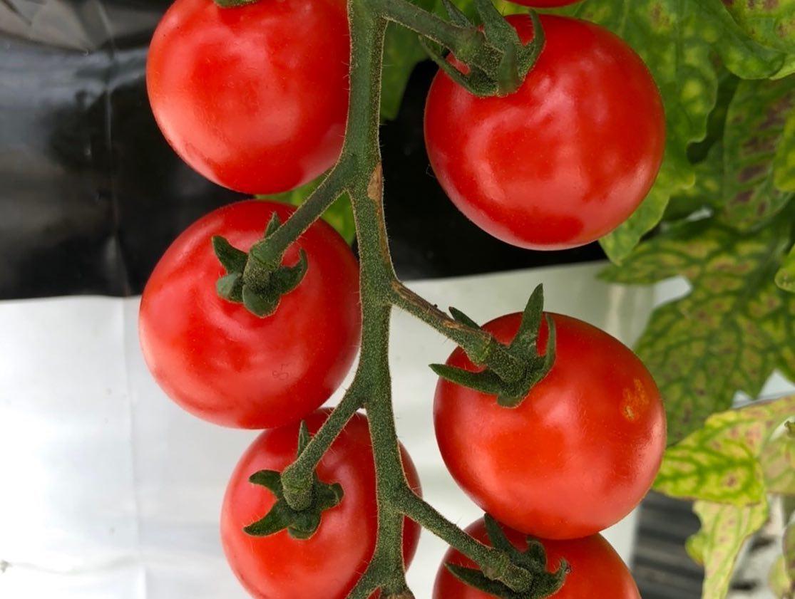 トマト Farm 早川 | 味わう | 【公式】知多市観光ガイド