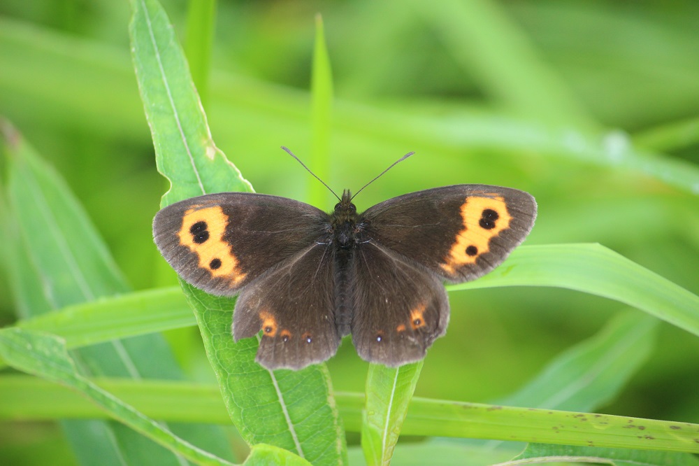 高山蝶の種類を解説】氷河期の生き残りの蝶を紹介！～オオイチモンジや