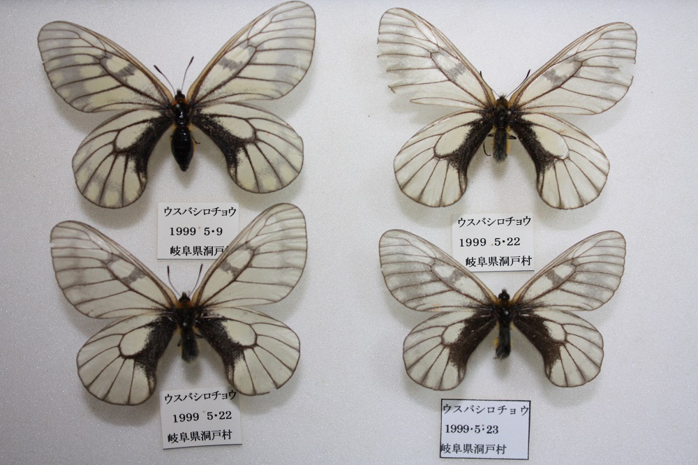 ウスバシロチョウ（ウスバアゲハ）～珍しい？生態写真や見分け方、生息