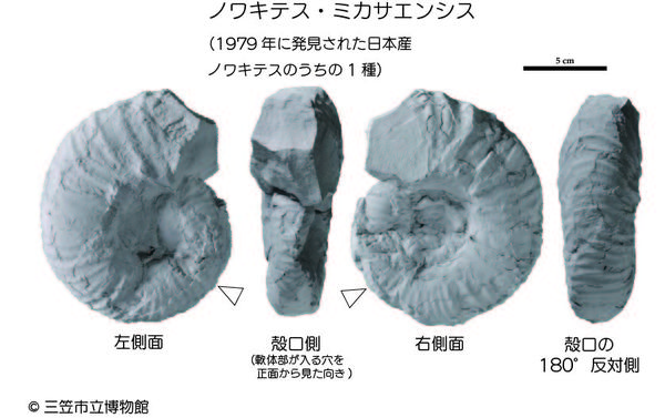 アンモナイト・イヤー企画 「今月のアンモナイト」2025年2月号 | 三笠