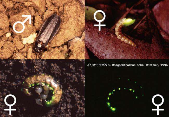邦産ホタルのリスト - 下関市