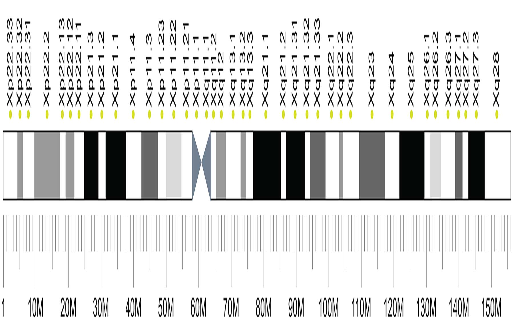 Discovery of a new X-linked intellectual disability syndrome is