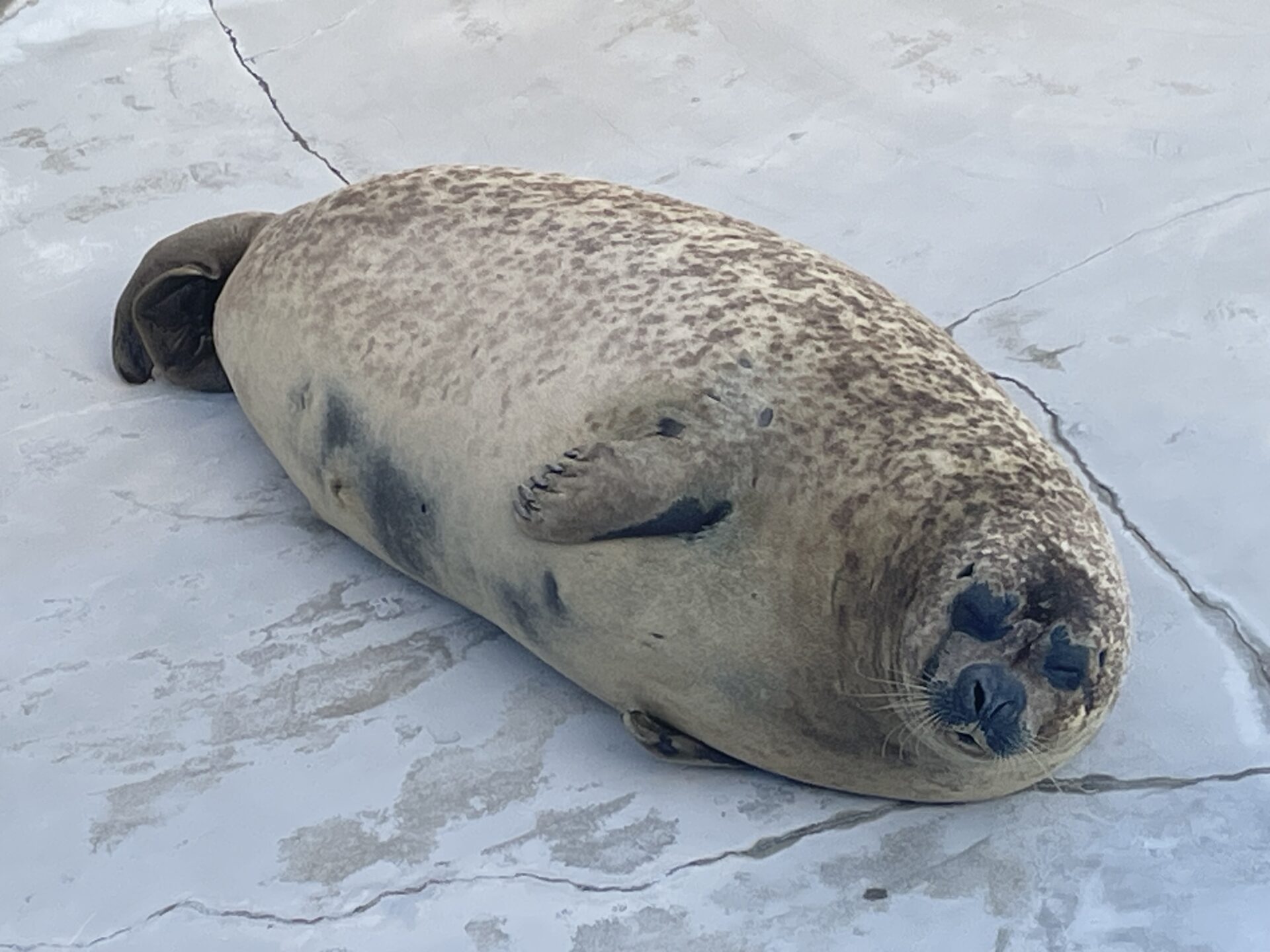 ミニバン専門店 シエンタ トヨタ ハイブリッドG 鴨川シーワールド