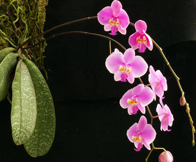 レア！強香原種交配種【ギガンテア × シレリアナ】 シレリアナ戻し 洋